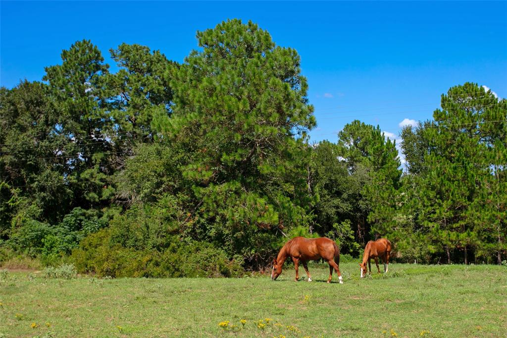 10 Camden Hills, Hilltop Lakes, Texas image 26