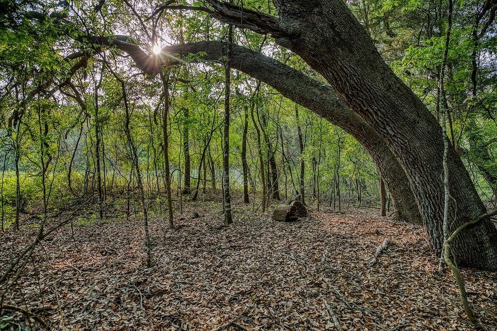 6.67 Acres Fm 390, Brenham, Texas image 4