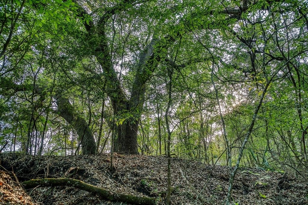 6.67 Acres Fm 390, Brenham, Texas image 8