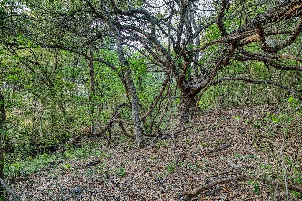 6.67 Acres Fm 390, Brenham, Texas image 6