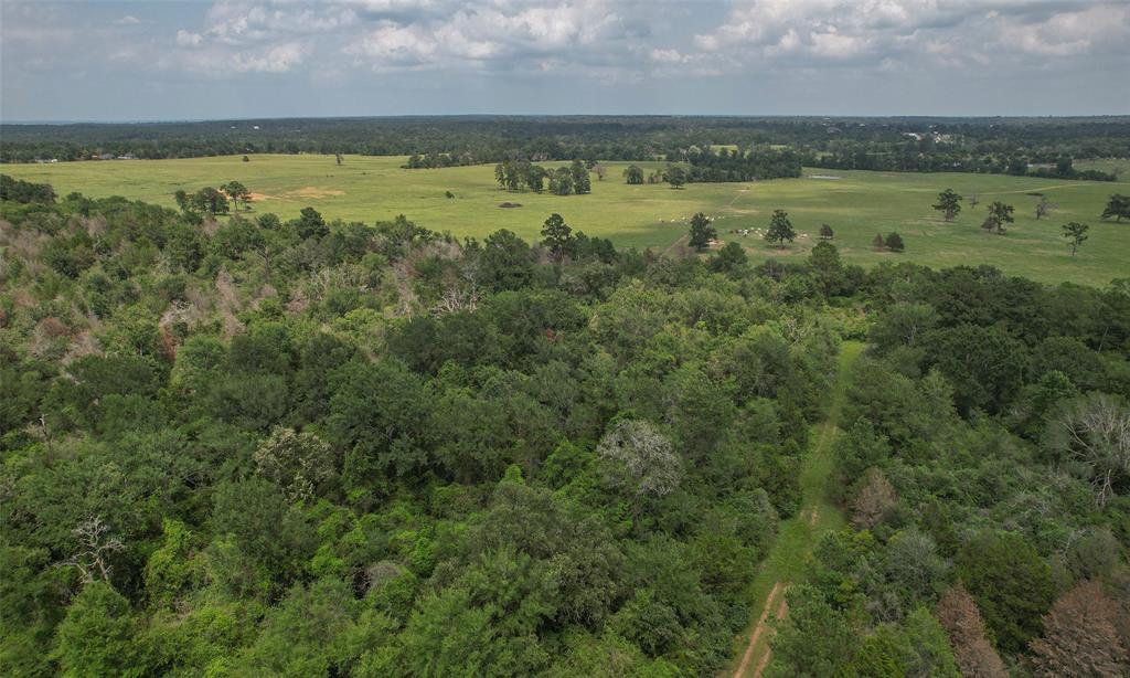 03 Cardinal, Hempstead, Texas image 9