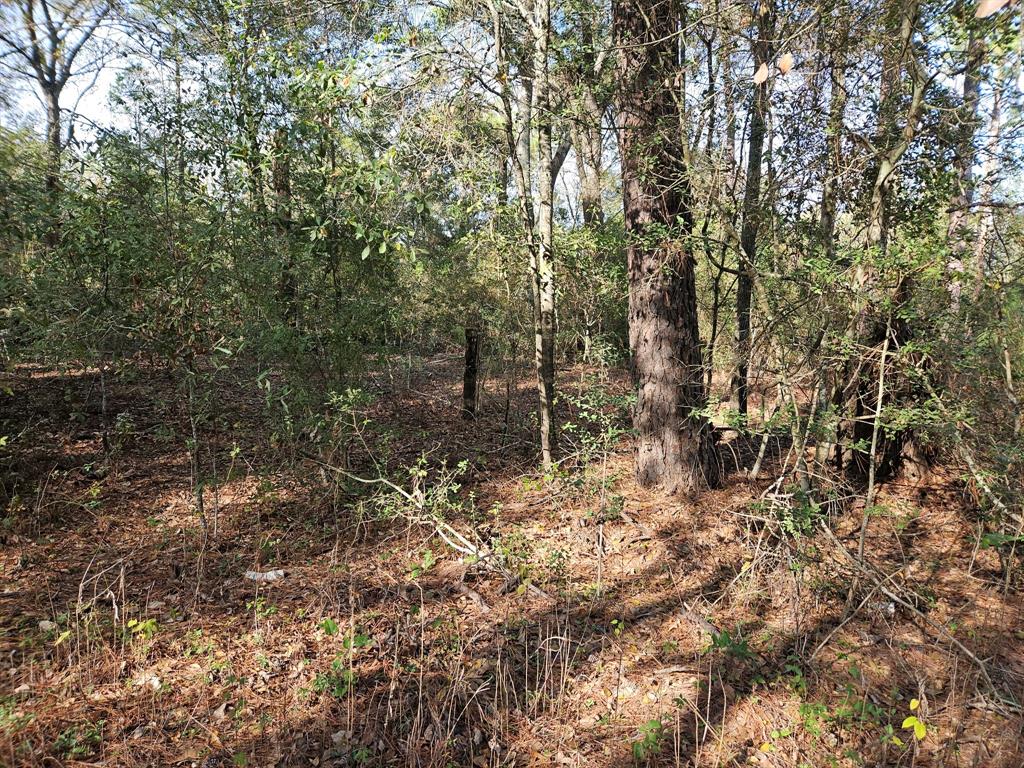 0001 Pinecone Lane, Plantersville, Texas image 1