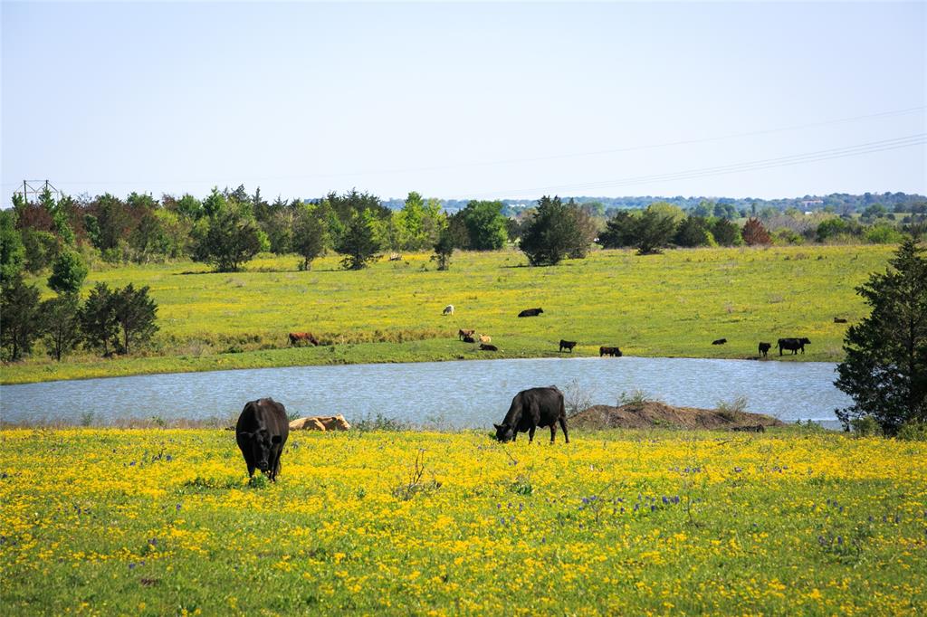 103 Acres Chadwick Hogan Road, Chappell Hill, Texas image 1