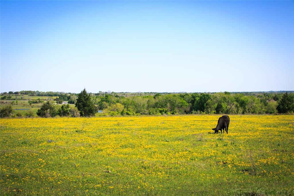 103 Acres Chadwick Hogan Road, Chappell Hill, Texas image 5