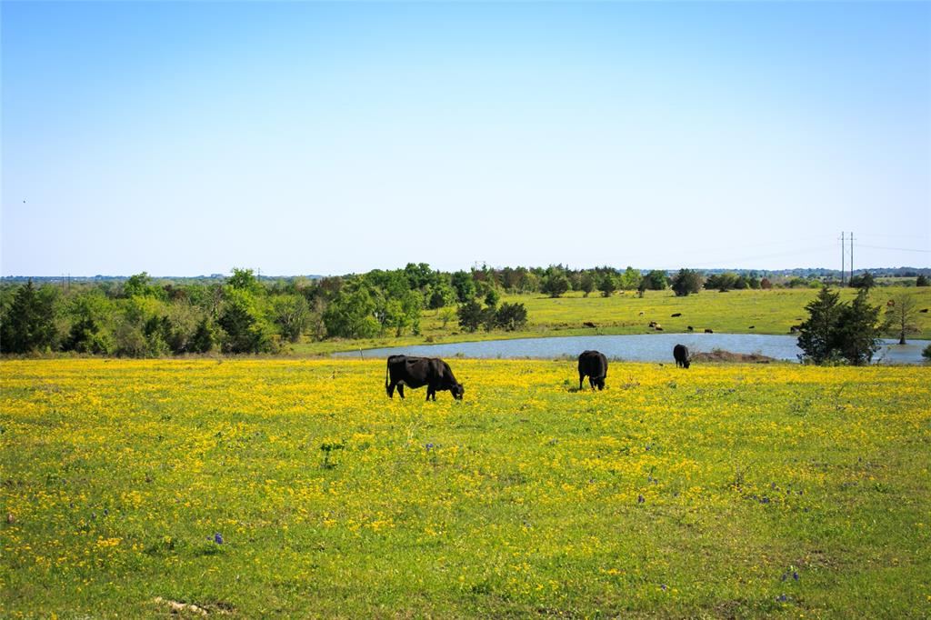 103 Acres Chadwick Hogan Road, Chappell Hill, Texas image 4