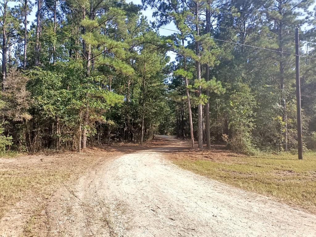 TBD Deep Forest Trail