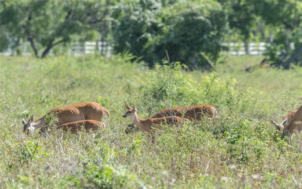 001 Steele Road, Highlands, Texas image 3