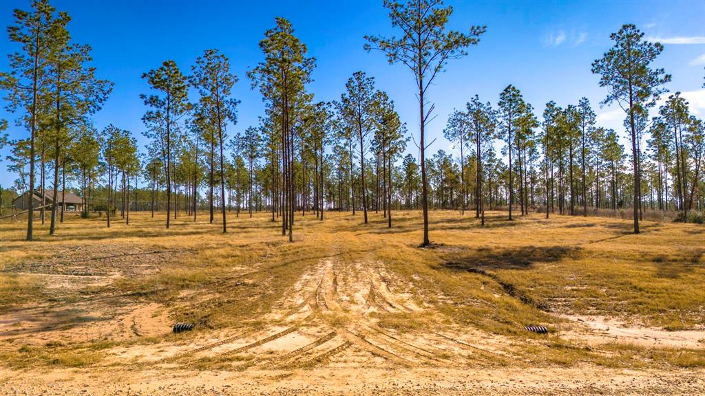 TBD Reveille, Livingston, Texas image 6