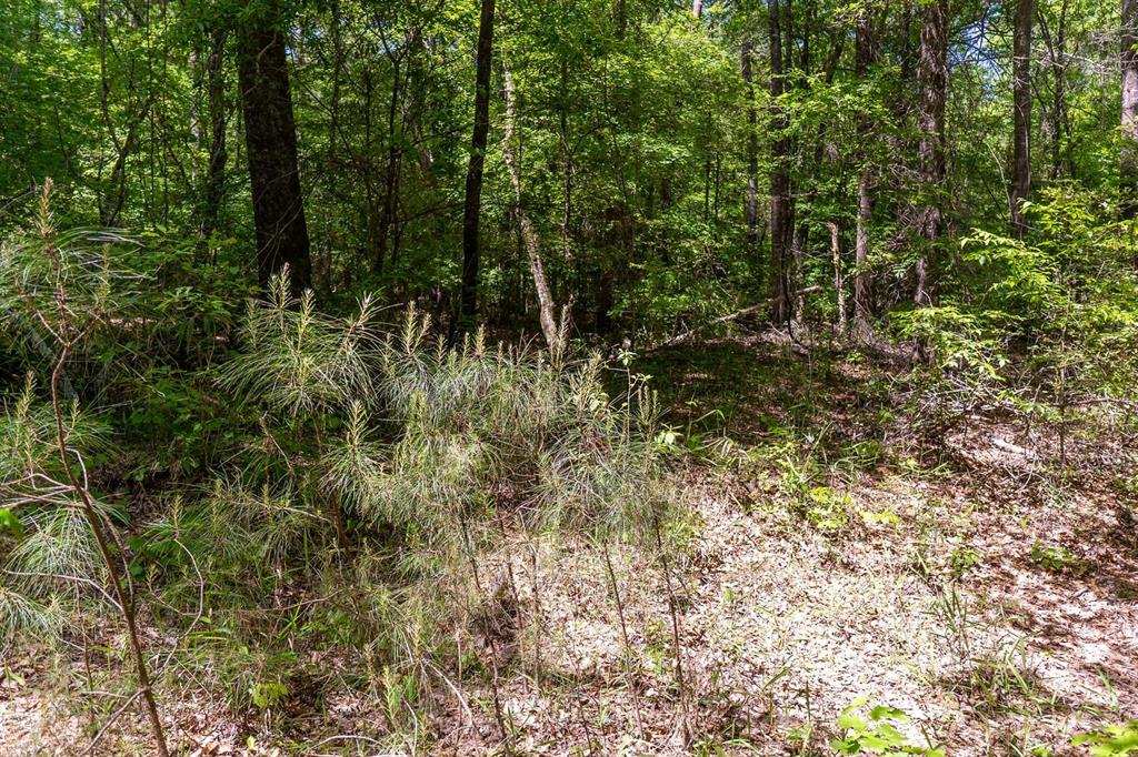 TBD Williams Rd, Broaddus, Texas image 15