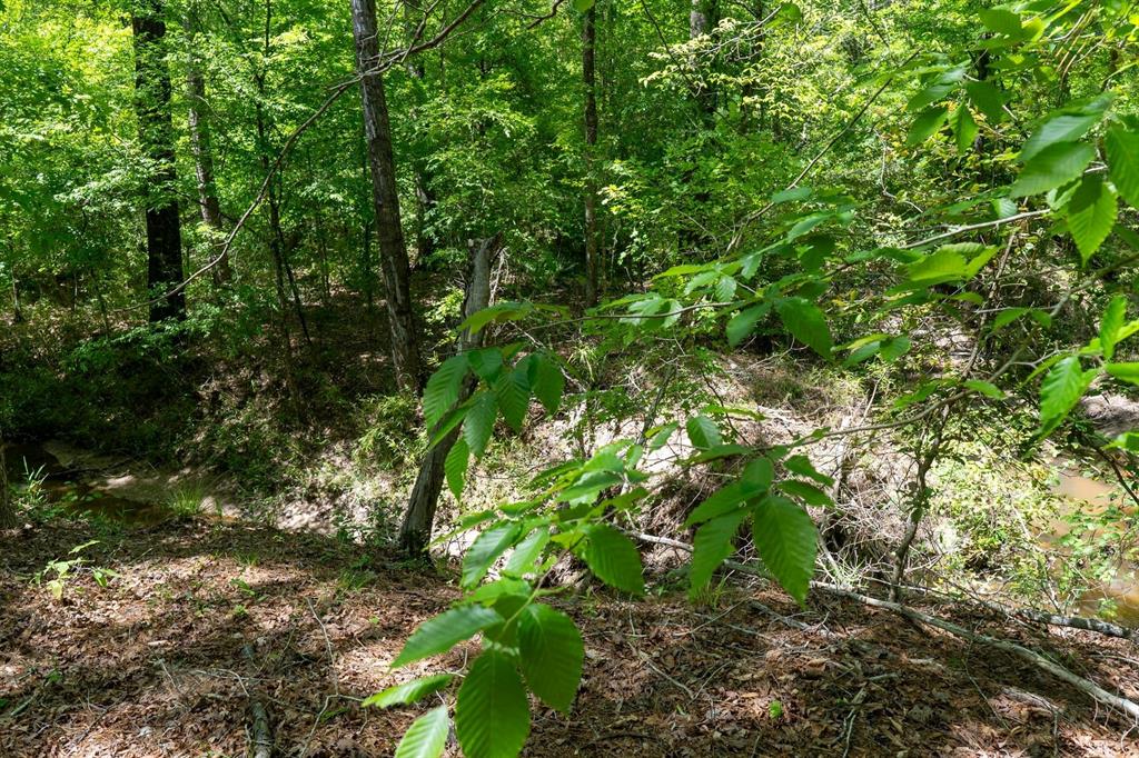 TBD Williams Rd, Broaddus, Texas image 16