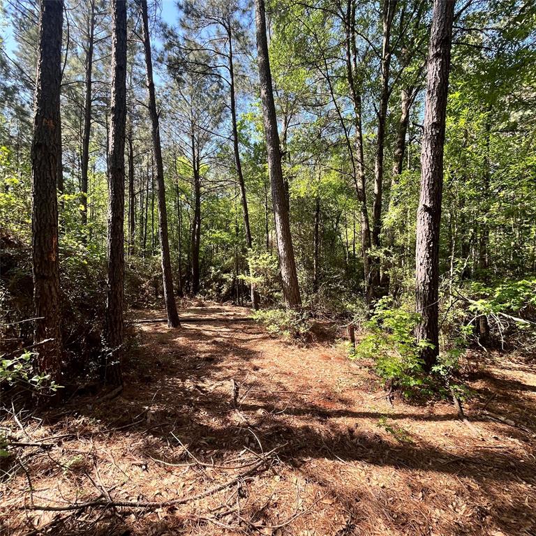 TBD Cr 150, Centerville, Texas image 3