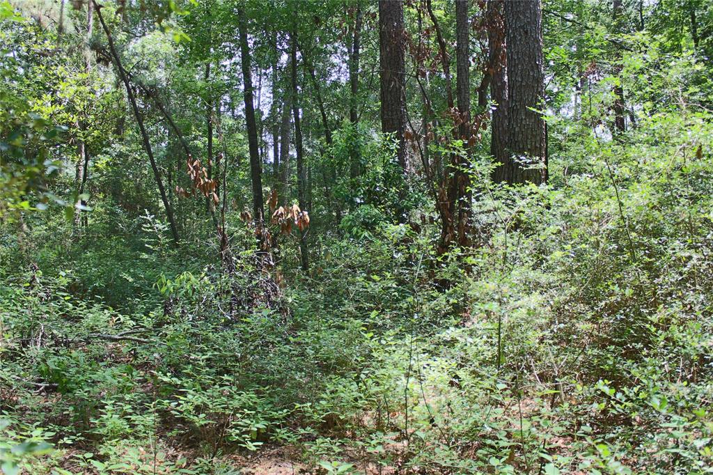 10362 Hunter Creek Lane, Conroe, Texas image 4
