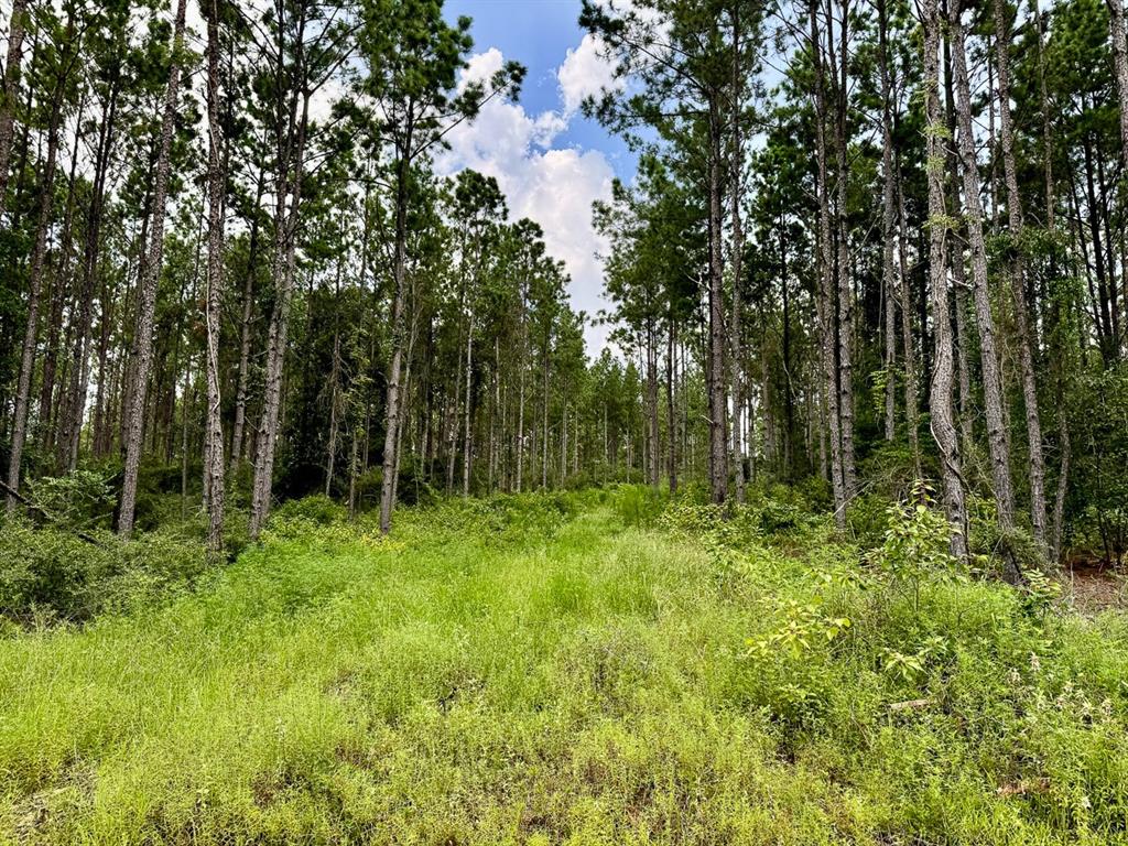 Slim Palmer Rd, Zavalla, Texas image 15