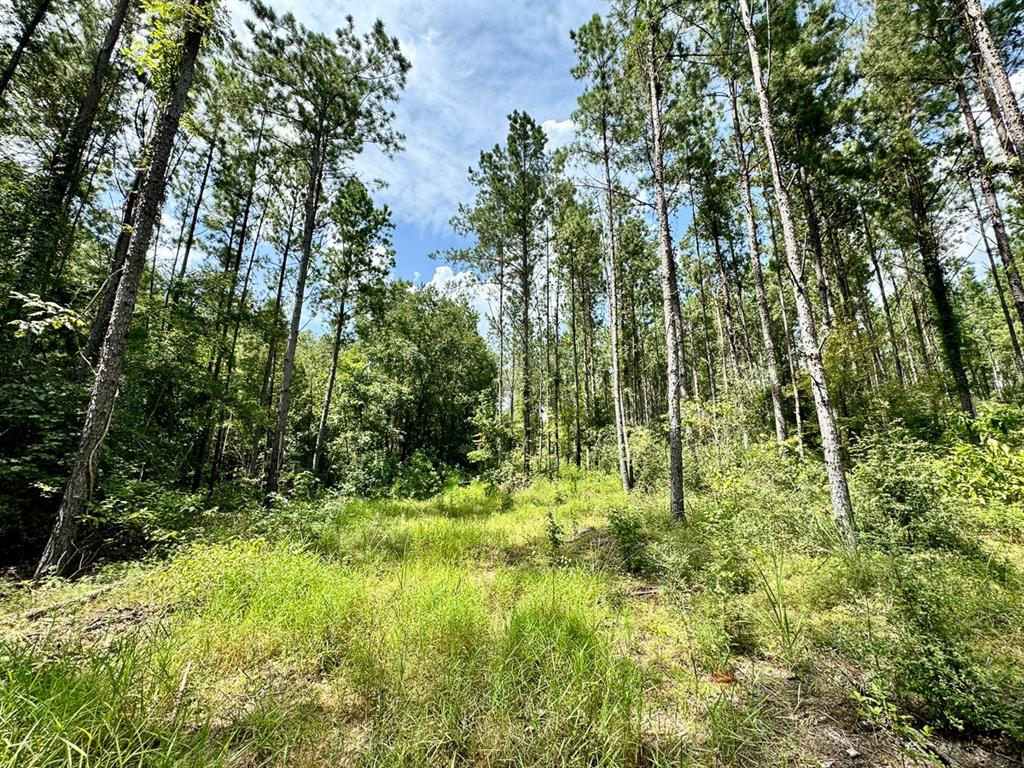 Slim Palmer Rd, Zavalla, Texas image 7