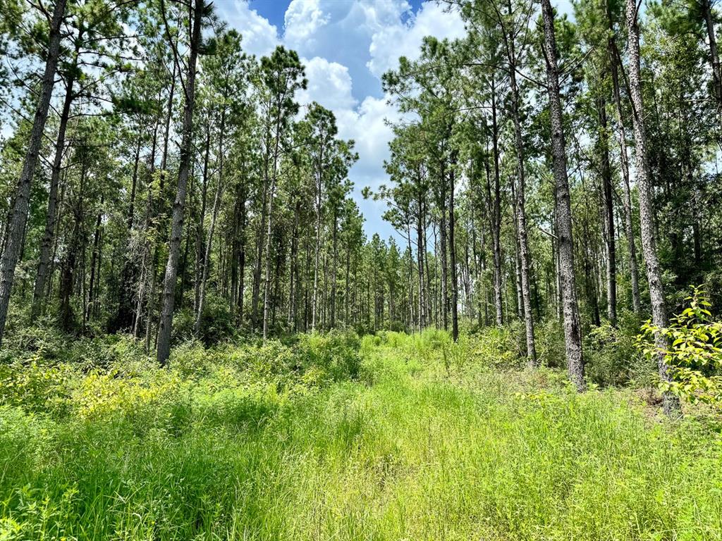 Slim Palmer Rd, Zavalla, Texas image 17