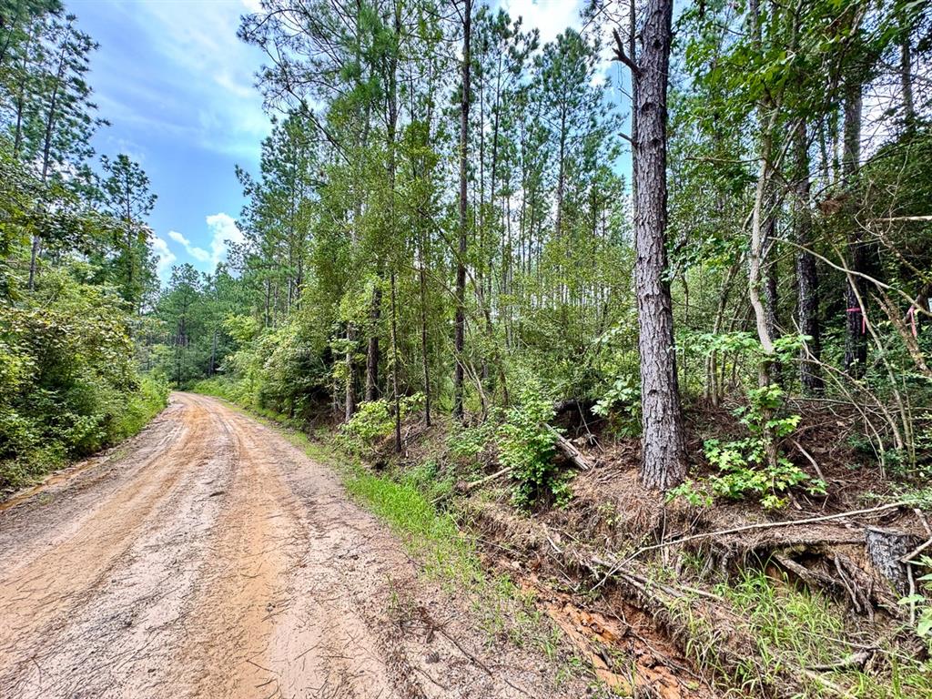 Slim Palmer Rd, Zavalla, Texas image 14