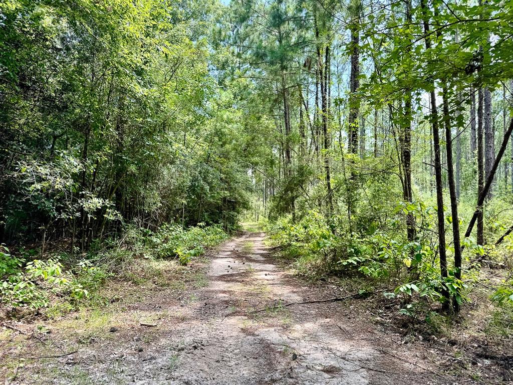 Slim Palmer Rd, Zavalla, Texas image 8