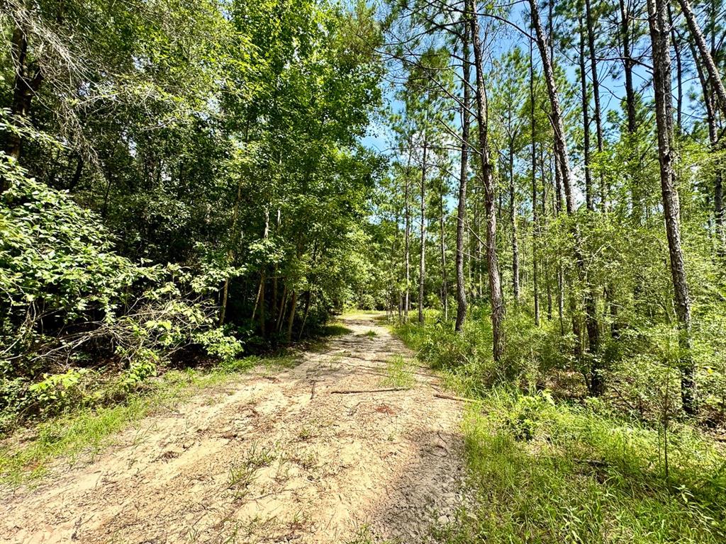 Slim Palmer Rd, Zavalla, Texas image 11