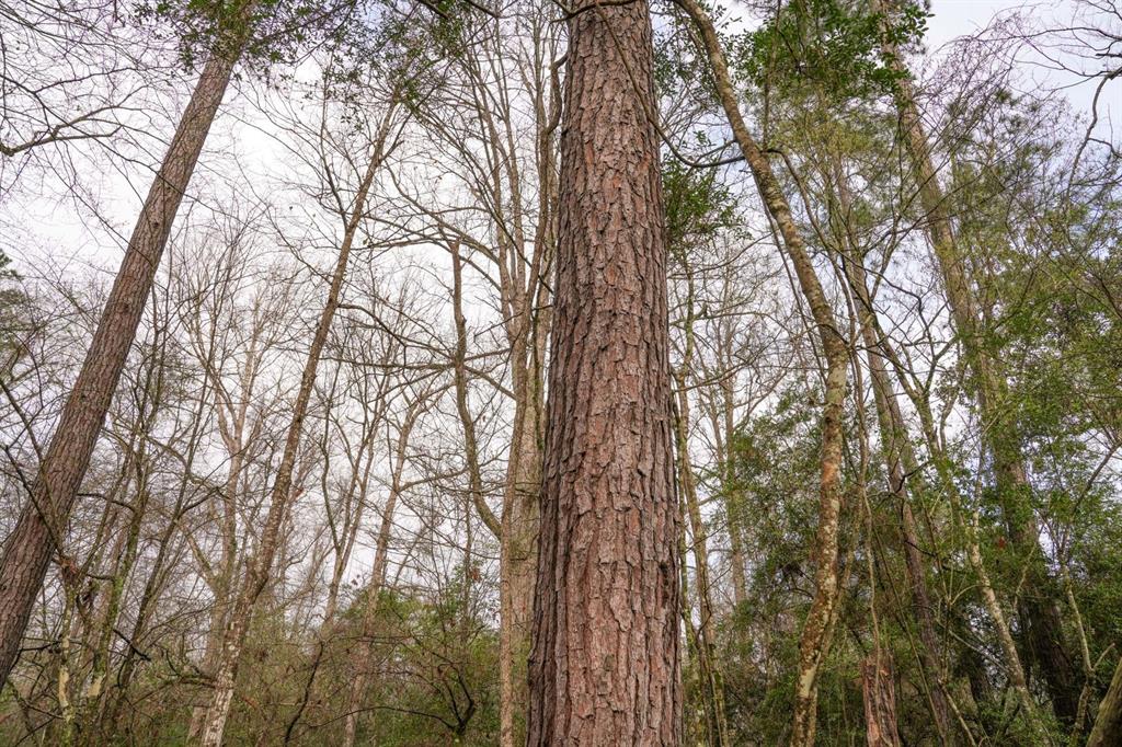 TBD 2 Cr 2052, Newton, Texas image 37