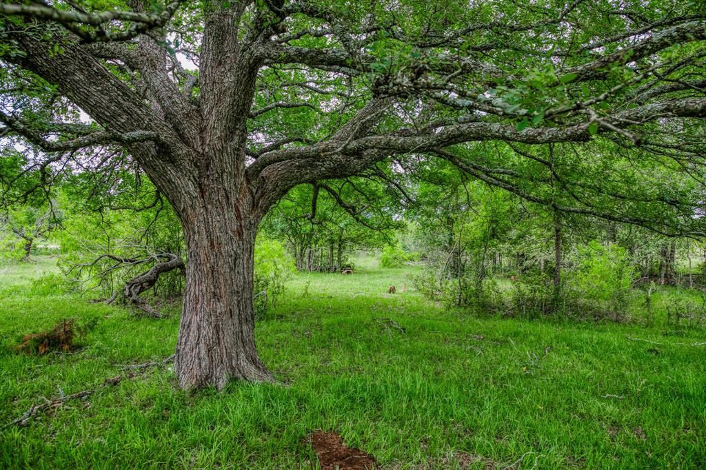 TBD (62.58 Acres) County Road 125, Ledbetter, Texas image 7