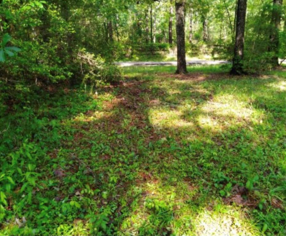 Lot 69 Sycamore