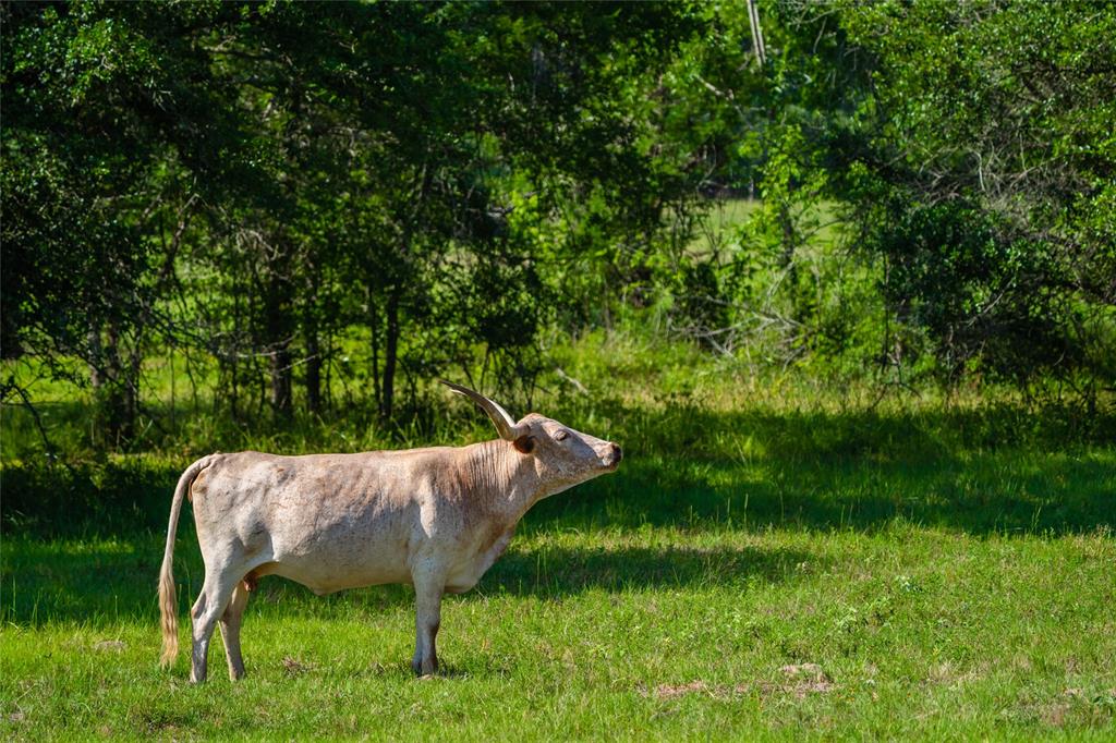 1220 County Road 131b, Hallettsville, Texas image 50