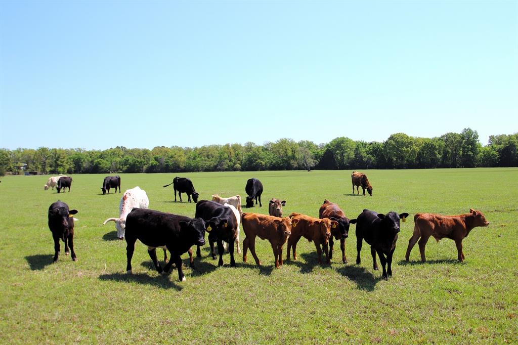 TBD Fm 17, Grand Saline, Texas image 32