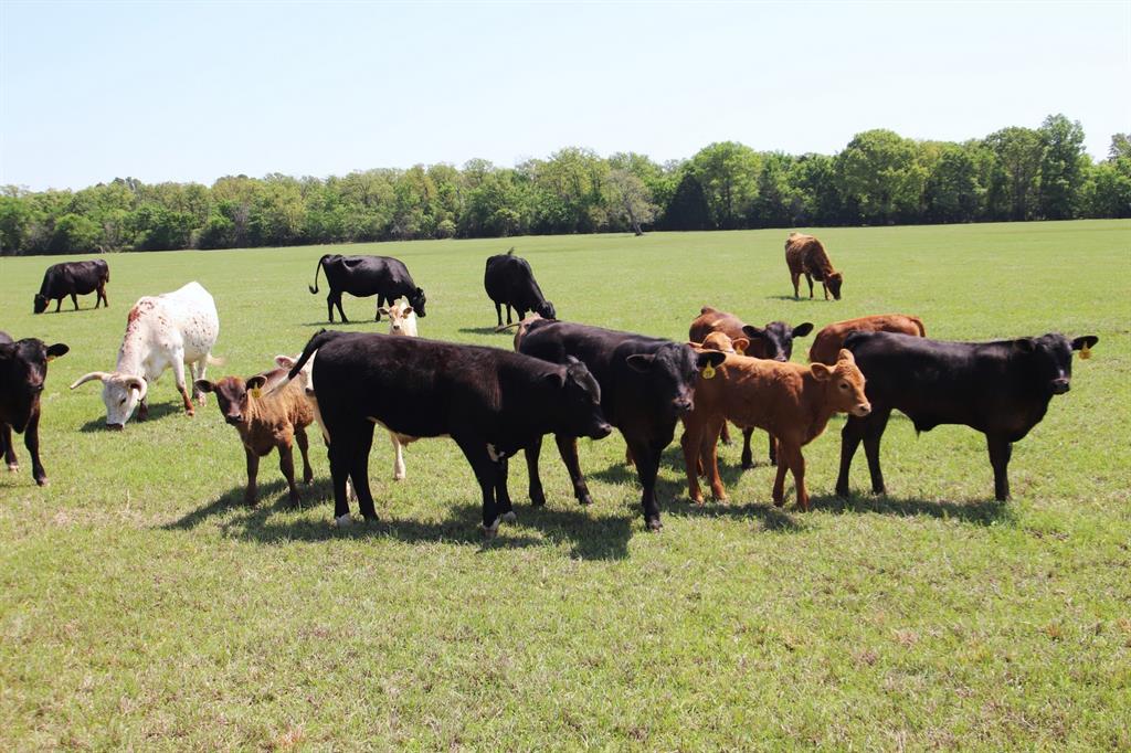 TBD Fm 17, Grand Saline, Texas image 33