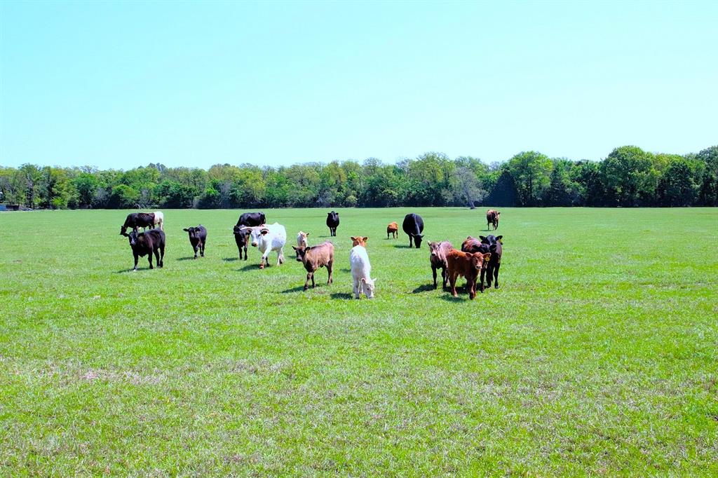 TBD Fm 17, Grand Saline, Texas image 31