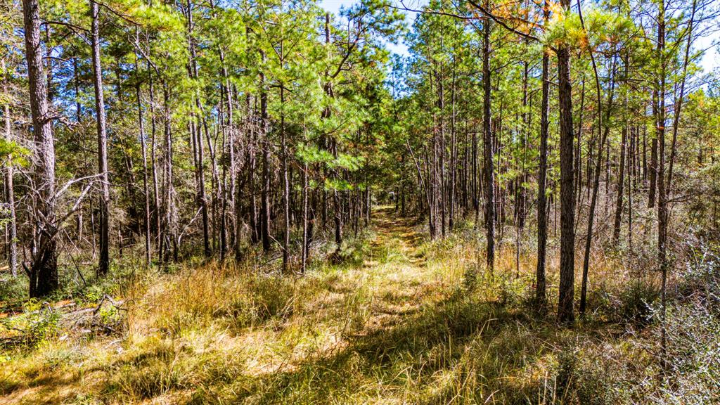 034 Magnolia Ranch Road, Onalaska, Texas image 4