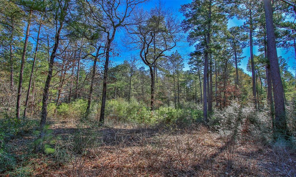 Dedication Trail, Huntsville, Texas image 14