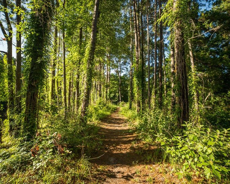 Dedication Trail, Huntsville, Texas image 1