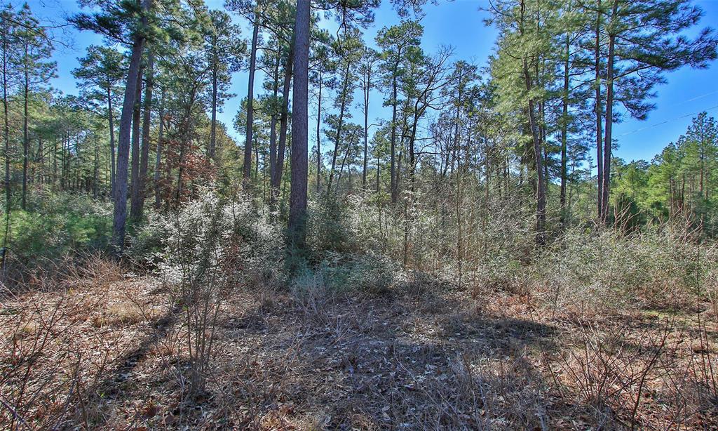 Dedication Trail, Huntsville, Texas image 15