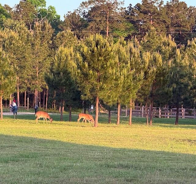 835 Stutts Hill Road, Livingston, Texas image 49