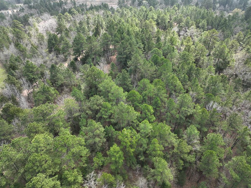 000 Cr 2317, Alto, Texas image 8