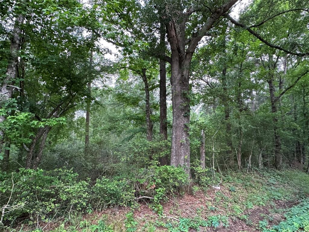 Bailey Grove Road, Montgomery, Texas image 4