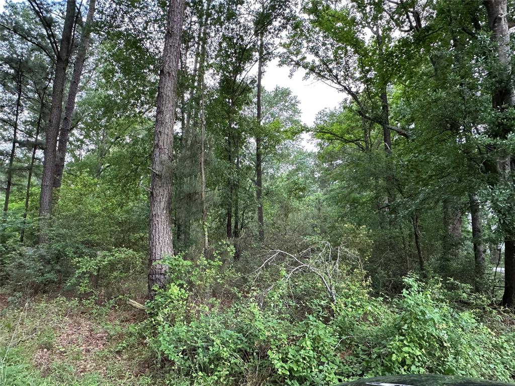 Bailey Grove Road, Montgomery, Texas image 2