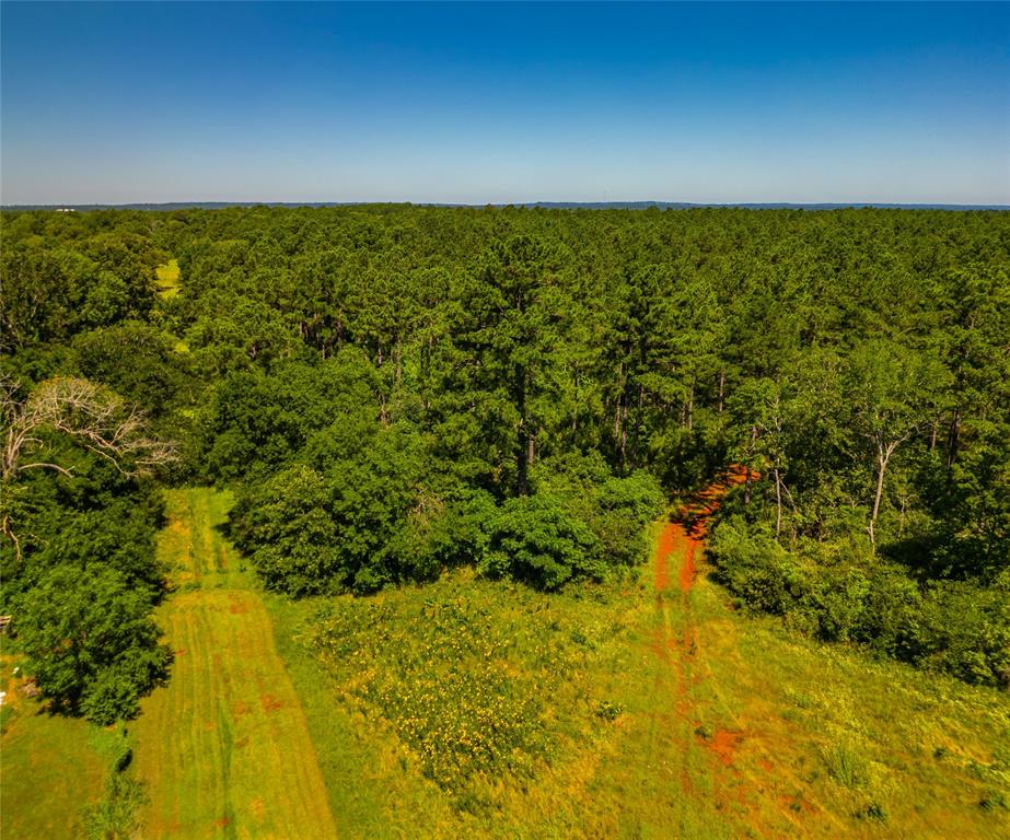 County Road 383, Palestine, Texas image 14