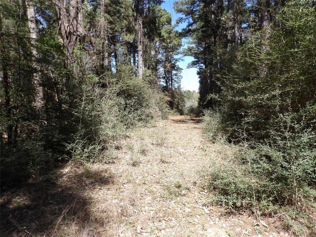 TBD County Road 1620, Grapeland, Texas image 6