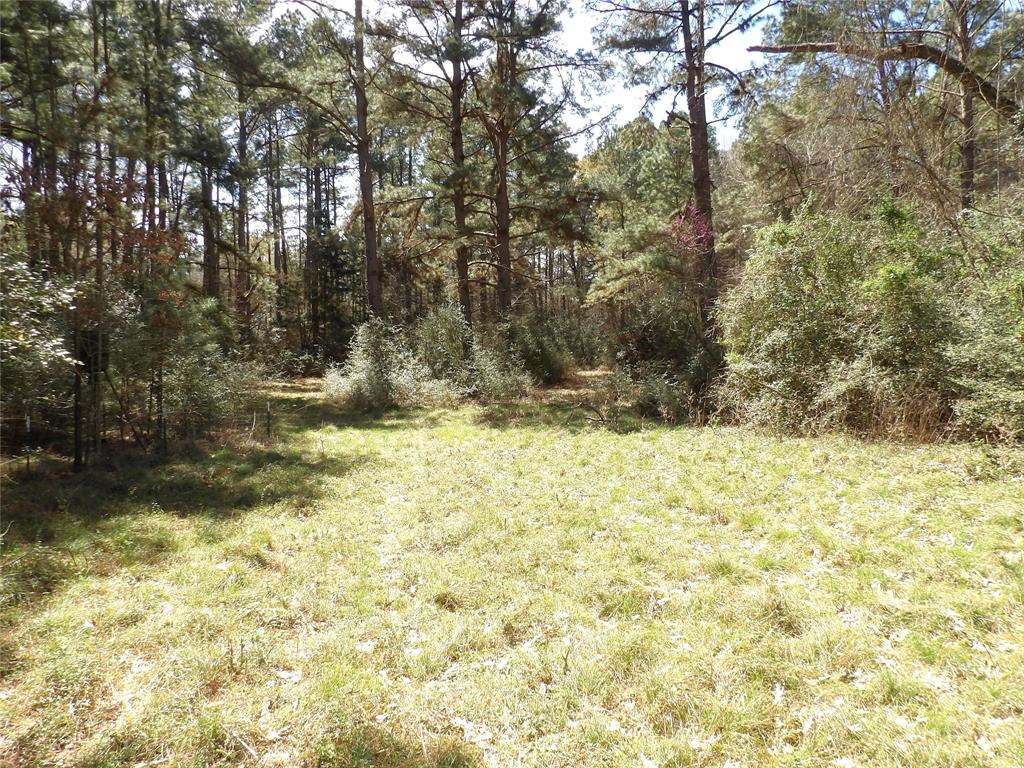 TBD County Road 1620, Grapeland, Texas image 4