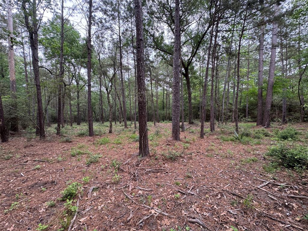 117 Hereford Trail, Huntsville, Texas image 4