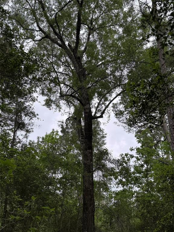 117 Hereford Trail, Huntsville, Texas image 8
