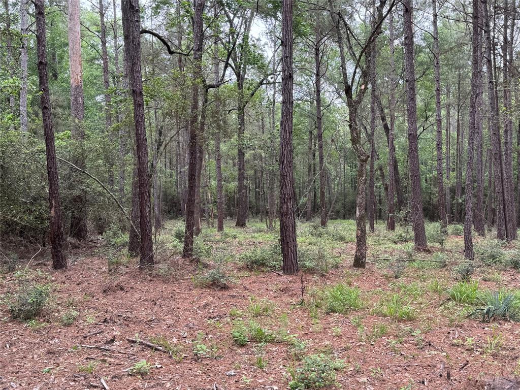 117 Hereford Trail, Huntsville, Texas image 3