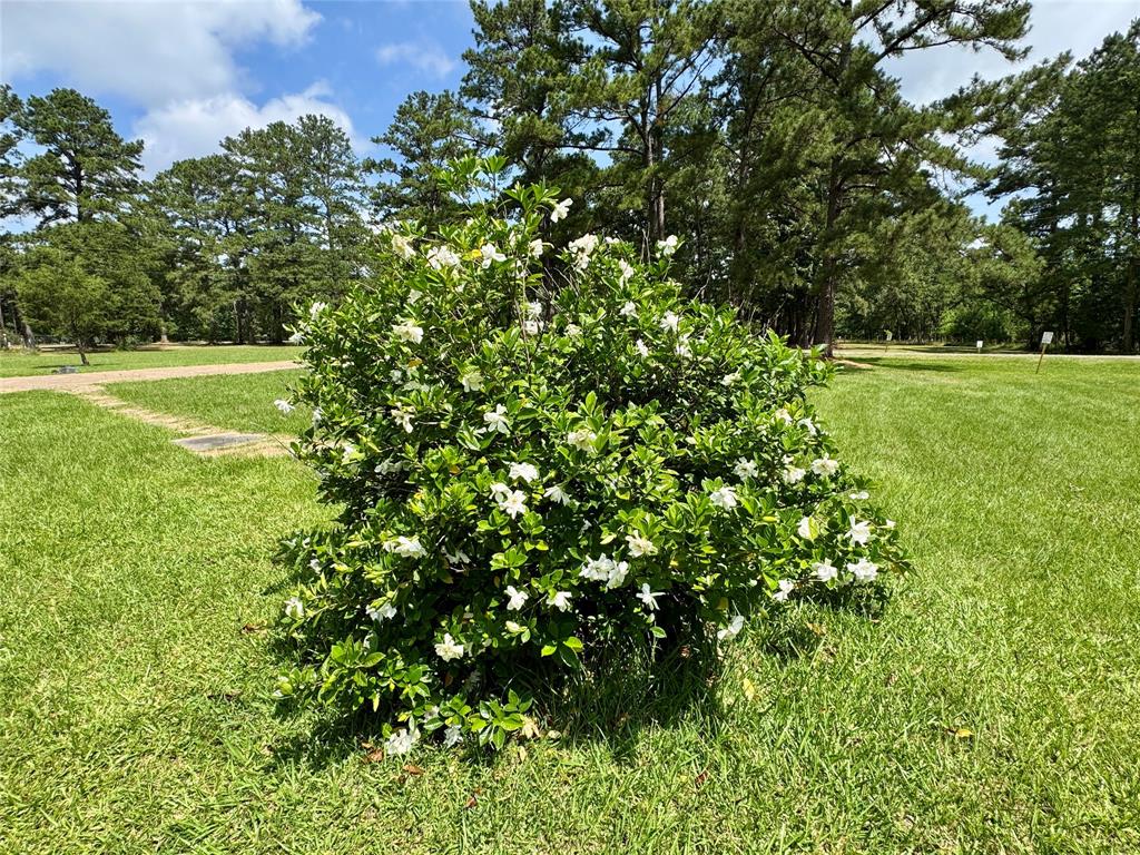 40 Mccrory Drive, Huntsville, Texas image 22