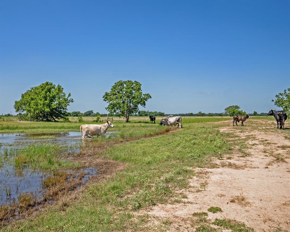 2939 County Road 289 Rd, East Bernard, Texas image 6