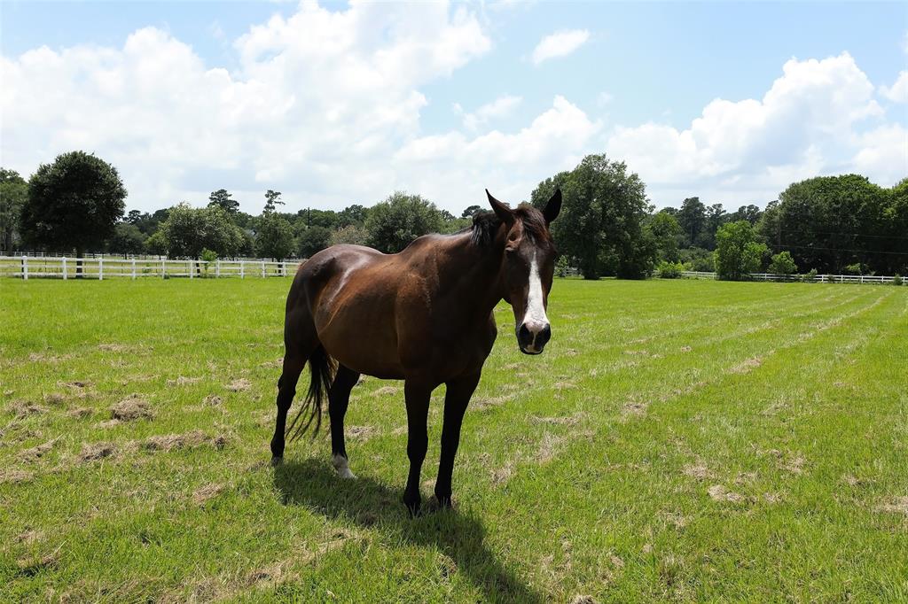 Hufsmith Cemetery Road, Tomball, Texas image 13