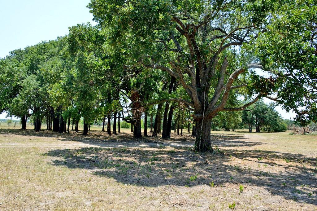 TBD 155 Fm 1227, Navasota, Texas image 8
