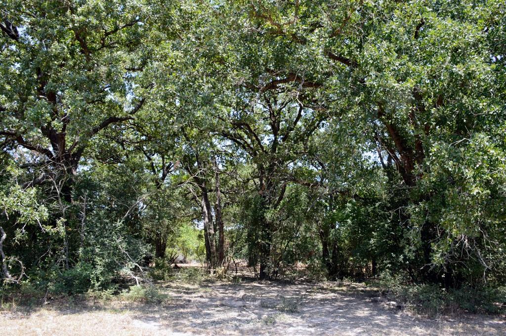 TBD 155 Fm 1227, Navasota, Texas image 17