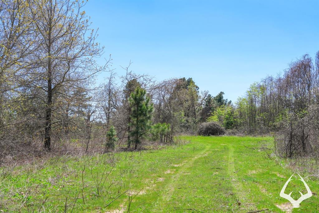 TBD 2 Fm 323, Palestine, Texas image 9