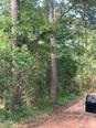 Tbd Tanyard Rd, Conroe, Texas image 2